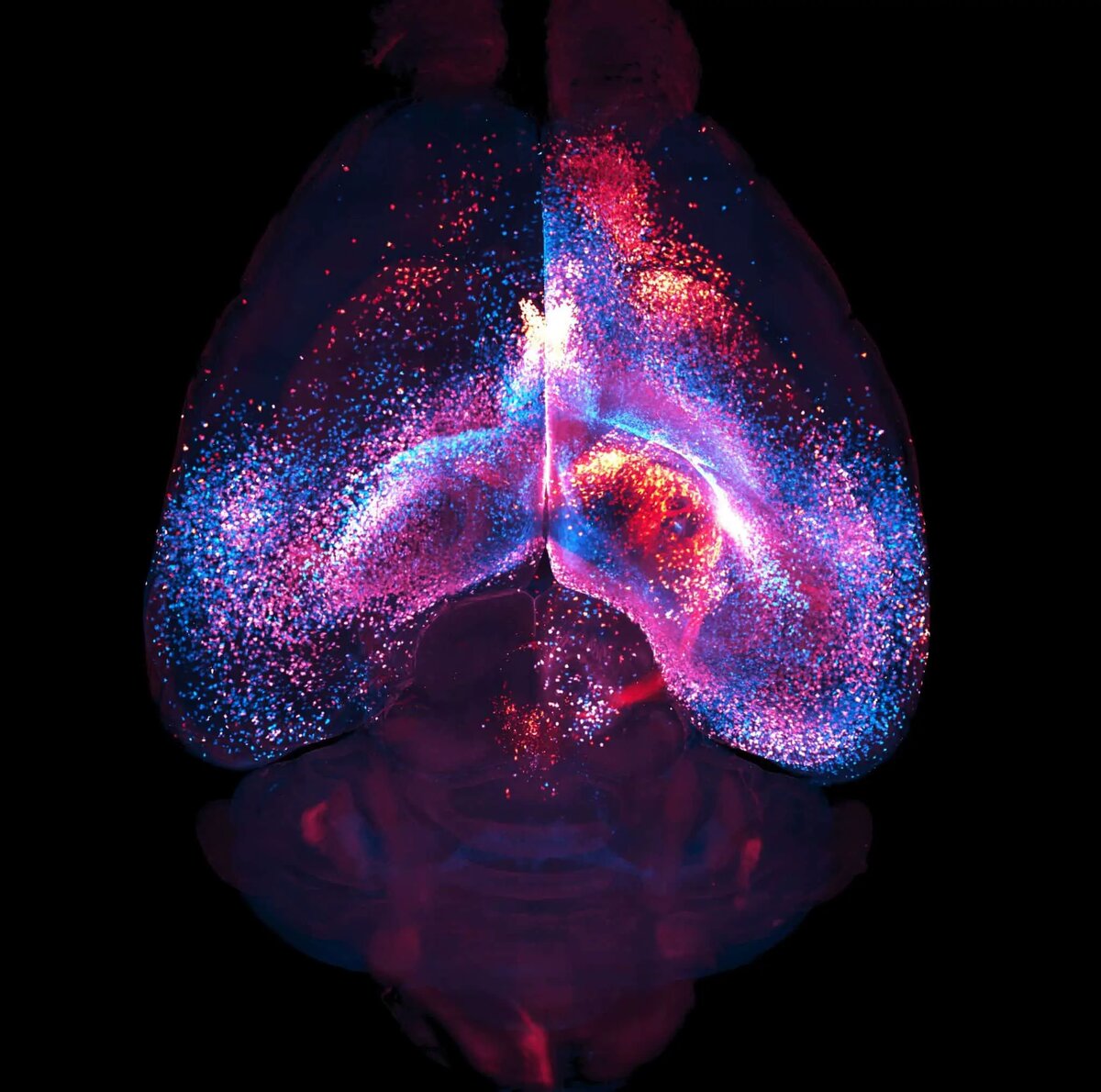    Источник: naked-science.ru Екатерина Авдеева