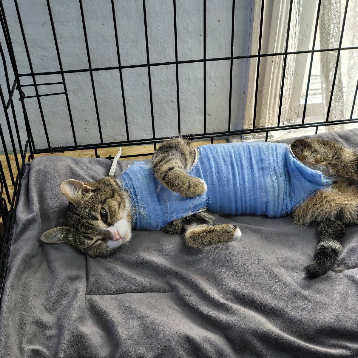 Лежит в клетке, обмотанная голубой тканью