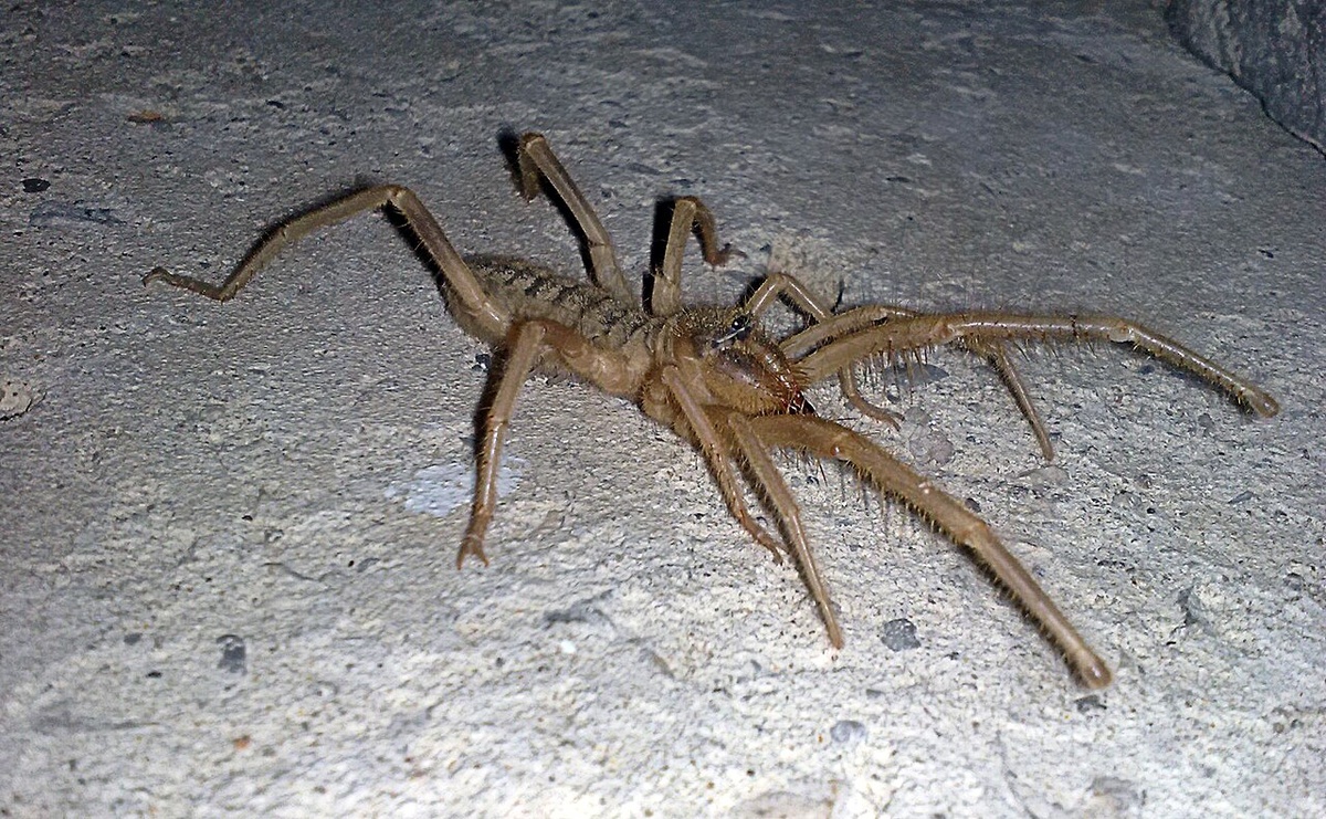 Южнорусская сольпуга (Galeodes araneoides)