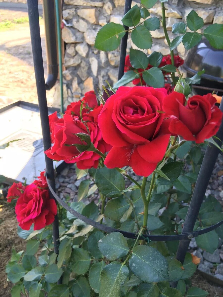 Дачный архив 2025года, фтото автора статьи.