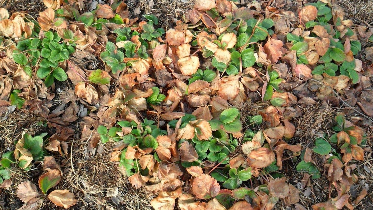 Апрельская грядка до уборки — именно отсюда начинается сезон