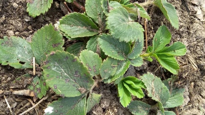 Зелёный лист работает и кормит куст — убирать его раньше времени нет смысла.