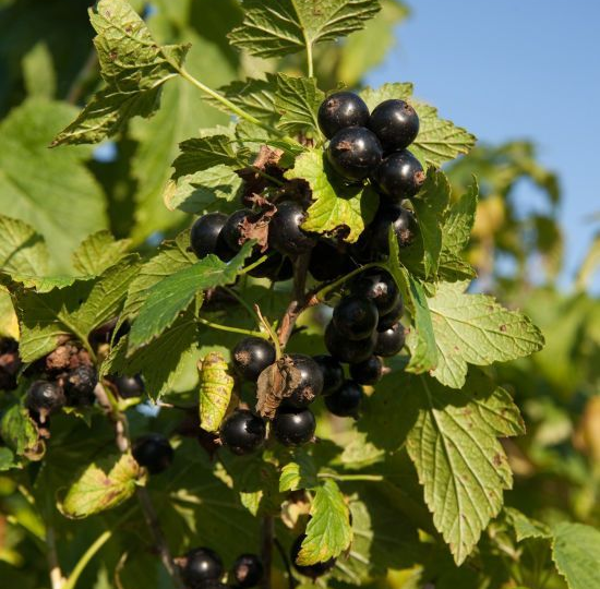 Секретное оружие советских садоводов: как метод ИСО раз и навсегда очищает смородину от почкового клеща