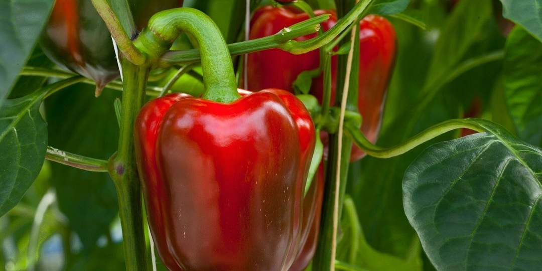 Природная подкормка перца: 20-30 грамм на 10 л воды для здоровья и урожая