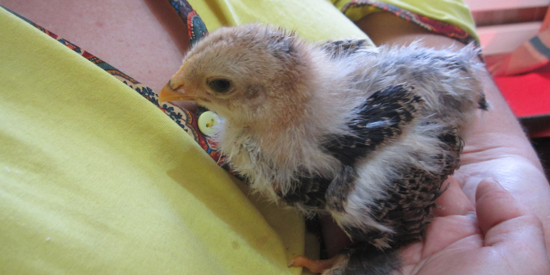 Куриный Бум: Как Я Стала Мамой Цыплят