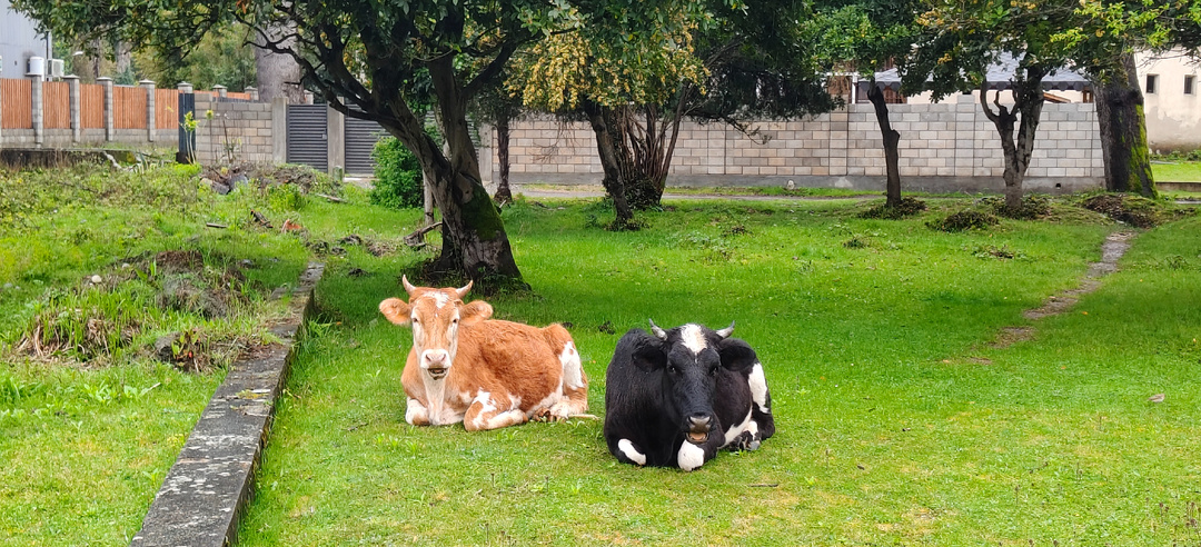 Абхазия. Цитрусовый посёлок. Гуляем по окрестностям рядом с "Золотыми песками"