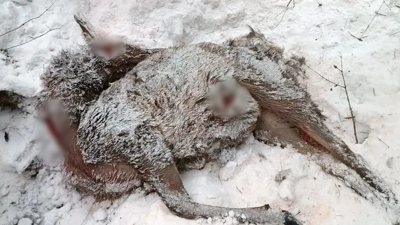     24 косули загрызли стаи собак на «Красноярских Столбах» за полгода