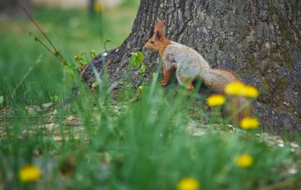 фото: Константин Кордонский