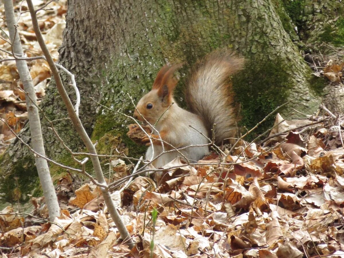 фото: Константин Кордонский