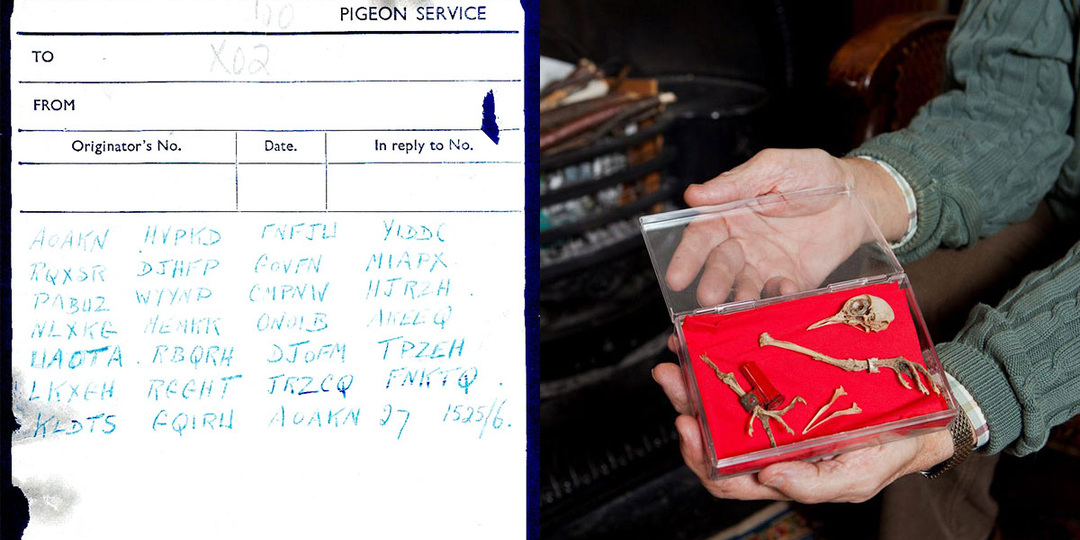 В дымоходе дома в графстве Суррей нашли останки почтового голубя, а с ним — шифровка. Подборка интересных фактов