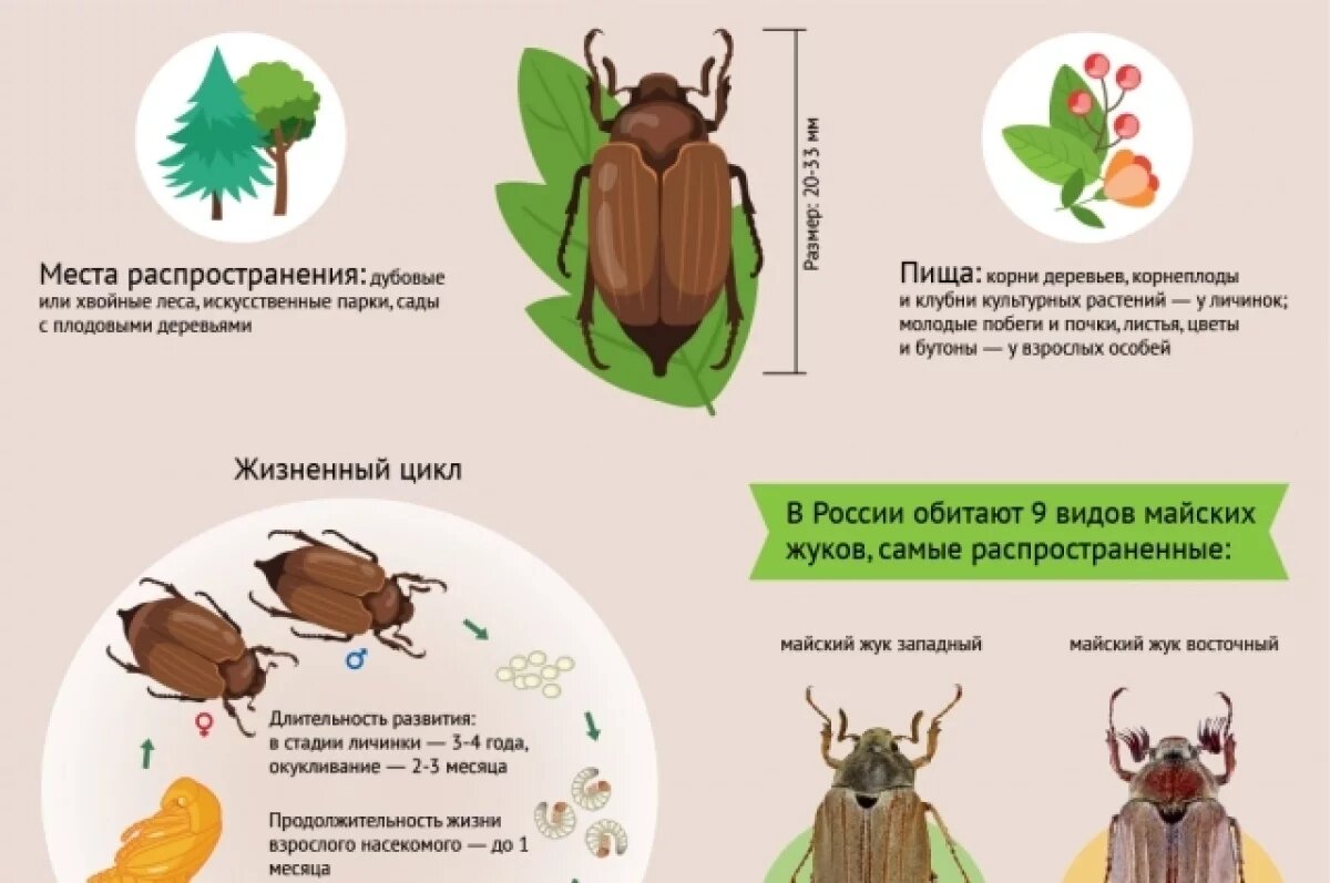    Весенние жуки.