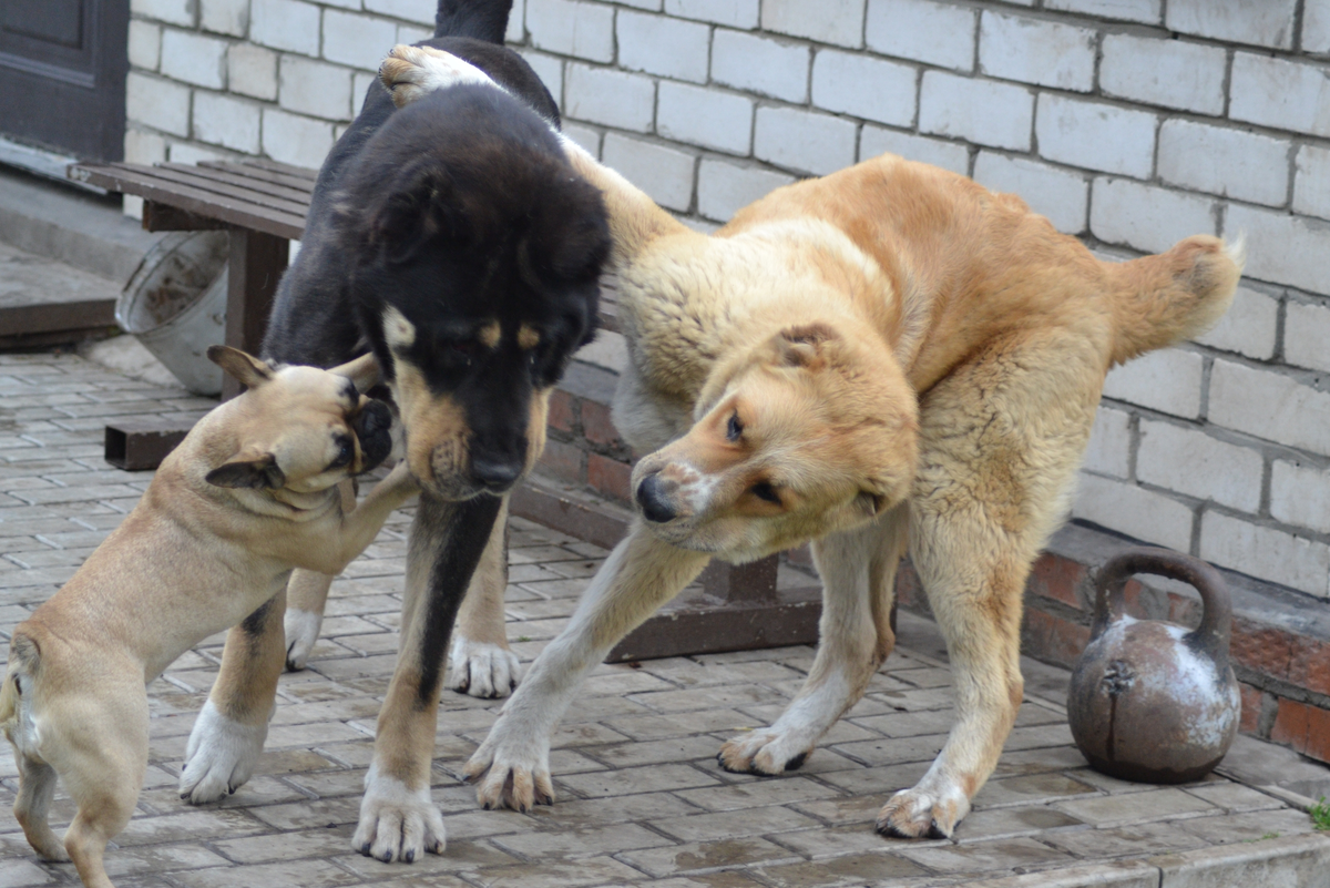 поймать кадр бывает нелегко