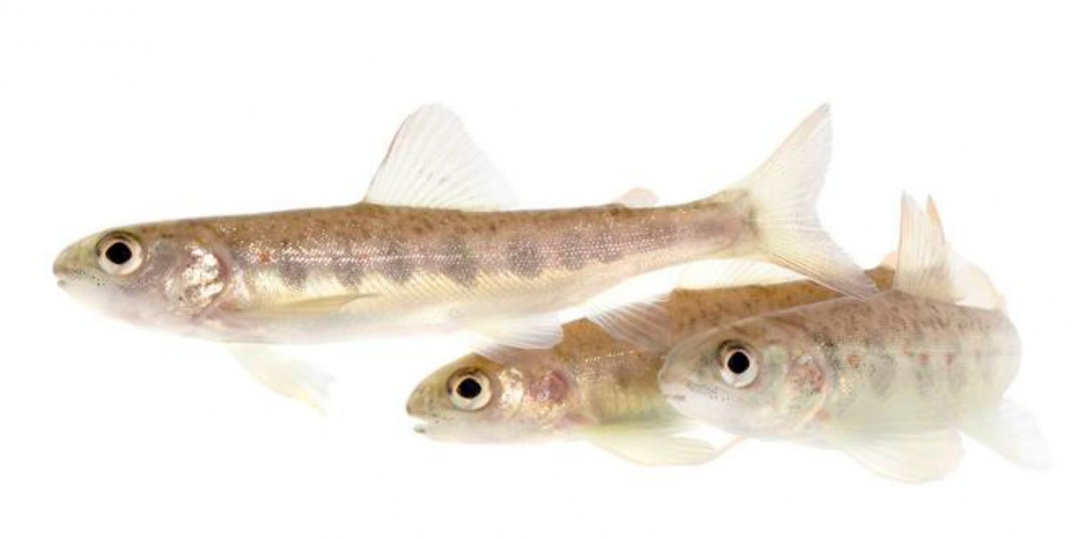 Дикий лосось на кокаине меняет экосреду европейских водоемов