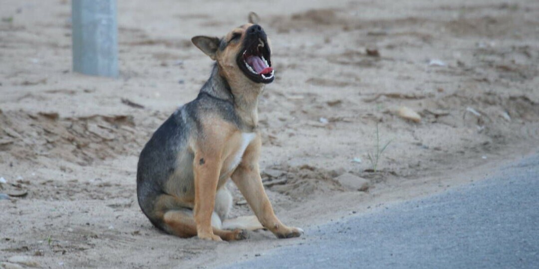 Бездомные животные: в Татарстане ввели новый режим экстраординарной ситуации