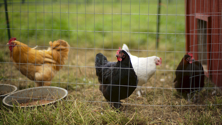 На птичьих правах: разведение кур на даче грозит штрафом