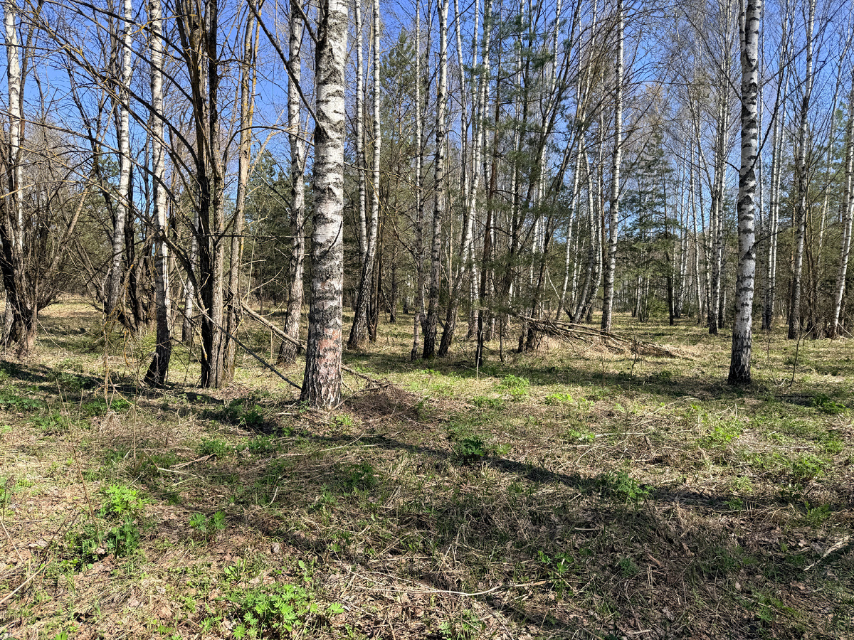 Шапочковый молодняк. Бывший? Фото автора. 21.04.26