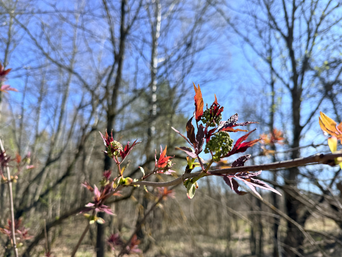 Бузина Фото автора. 21.04.26