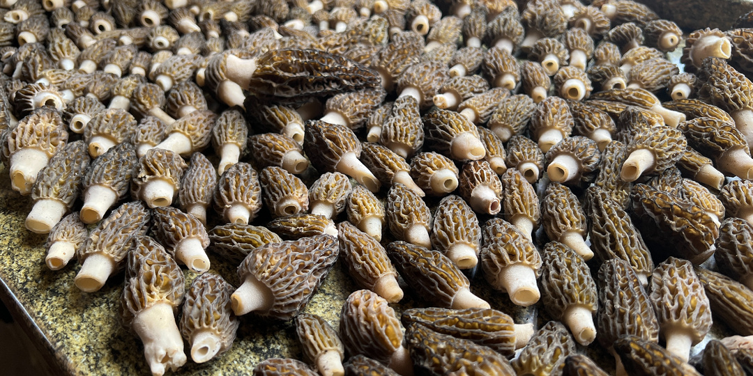 Как не пропустить грибную весну. 21-23.04.26. Смоленская область