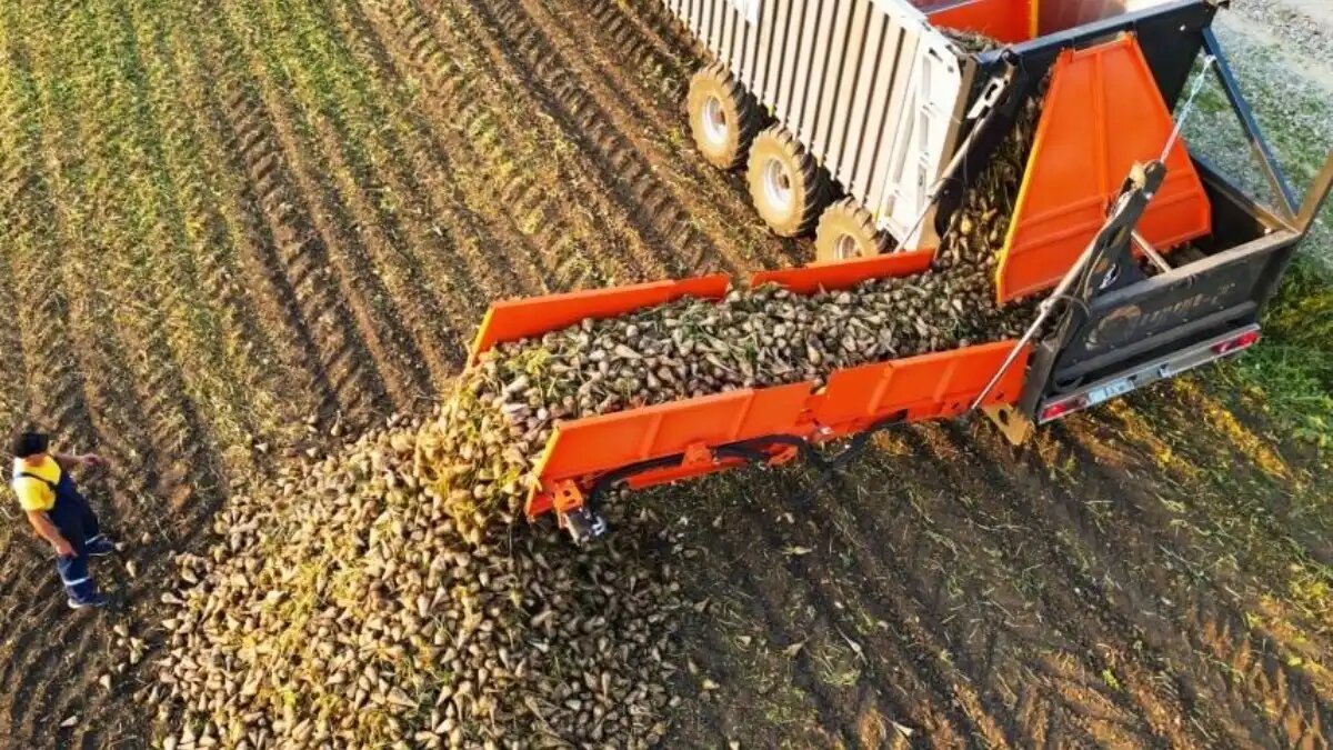 Фото: alt-prom.ru / Минпром Алтайского края
Российские аграрии из четырех регионов оценили новую разработку барнаульского предприятия — перегрузчик свёклы