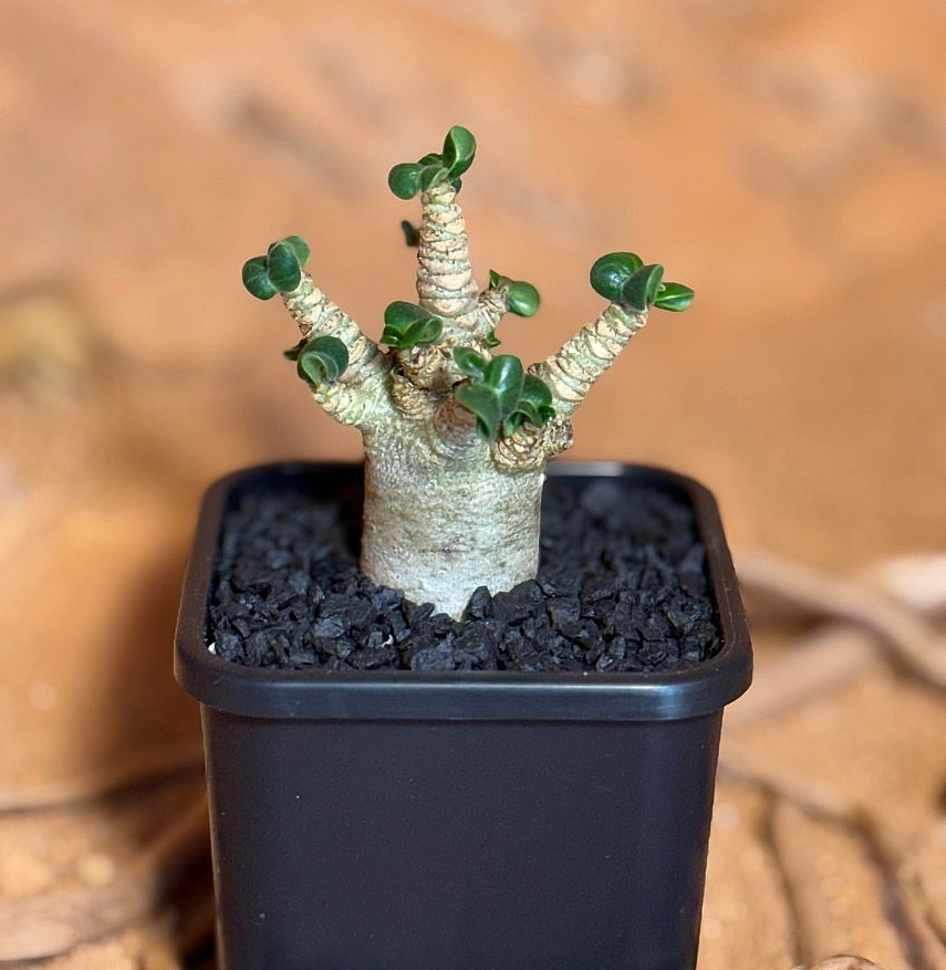 Adenium arabicum DHA (xplant.co.kr/item/1763426323)