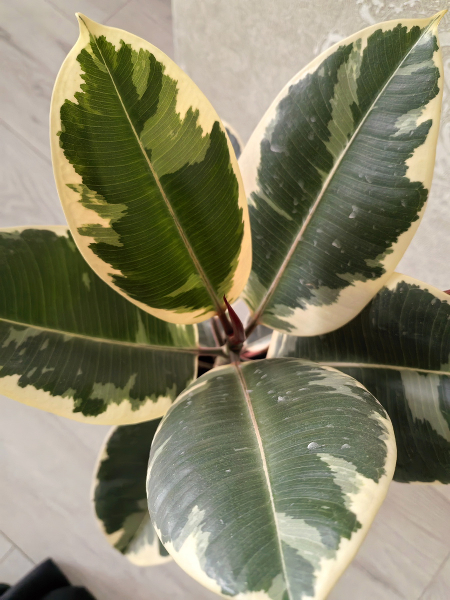 Фикус тинеке