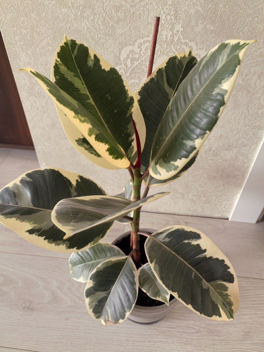 Чтобы фикус вырос красивым со всех сторон, его нужно регулярно поворачивать на окне, а еще можно подставить небольшую опору, чтобы не заваливался