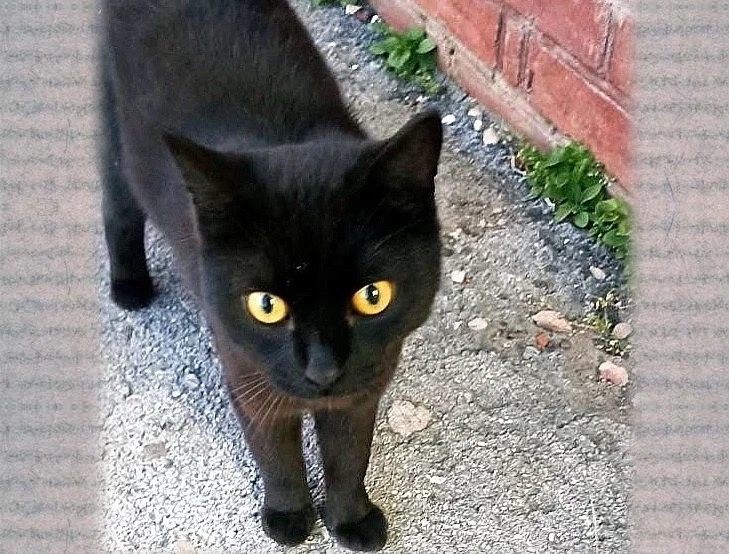 Брошенный кот просил корм у входа в магазин