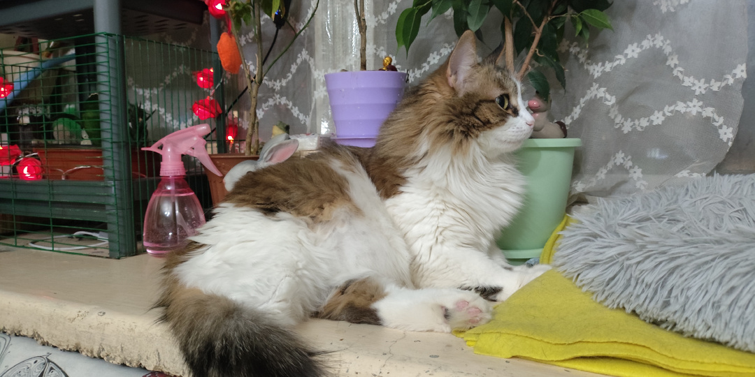 Смешные котики к пятнице: заботливые котики, котуньи в горшках, а еще и Емеля)