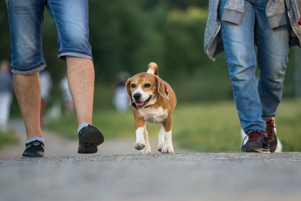 Тест по породам собак с ответами. Фото: Александр Плонский / "ВиЖ".