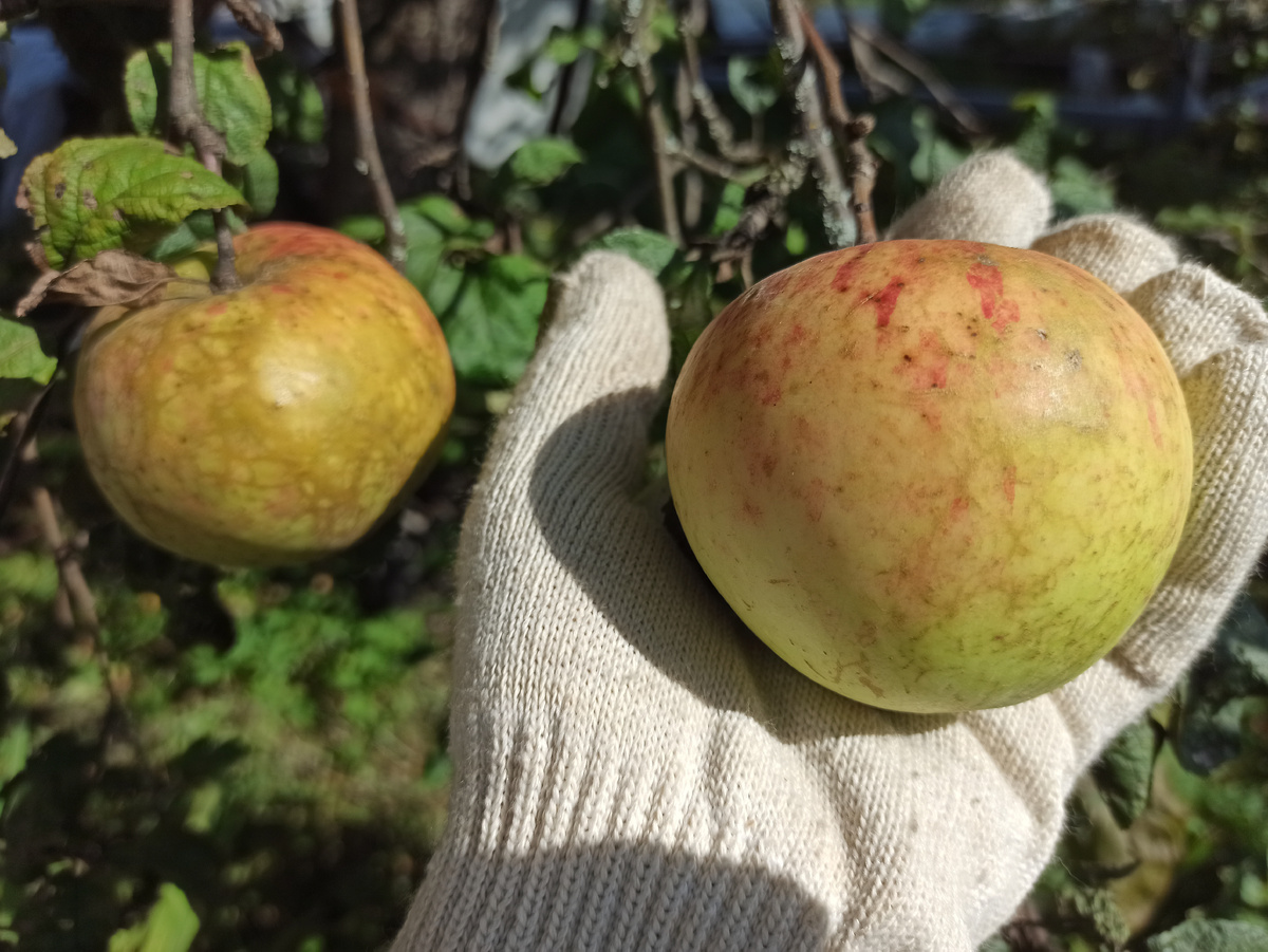 Фото автора. Яблоко Штрифель, В прошлом сезое были не очень красивые, покрытые сеточкой послеморозной