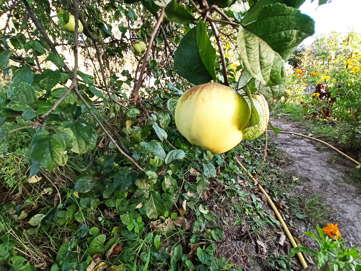 Фото автора. Яблоко сорта Богатырь