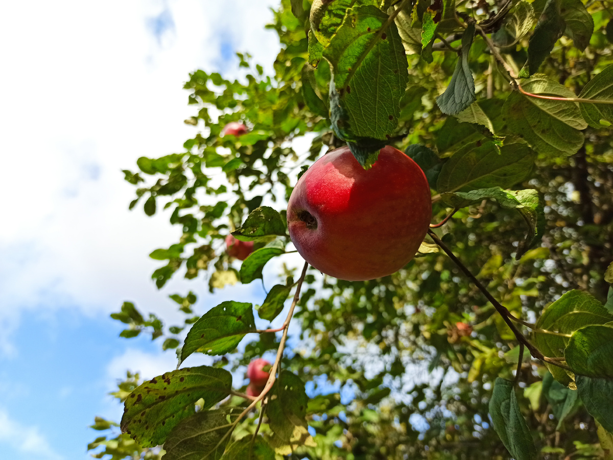 Фото автора. Яблоко сорта Звездочка