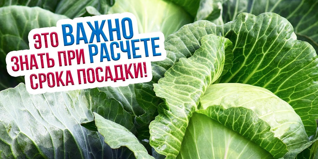 Посадка капусты рассадой в апреле: сроки для разных сортов