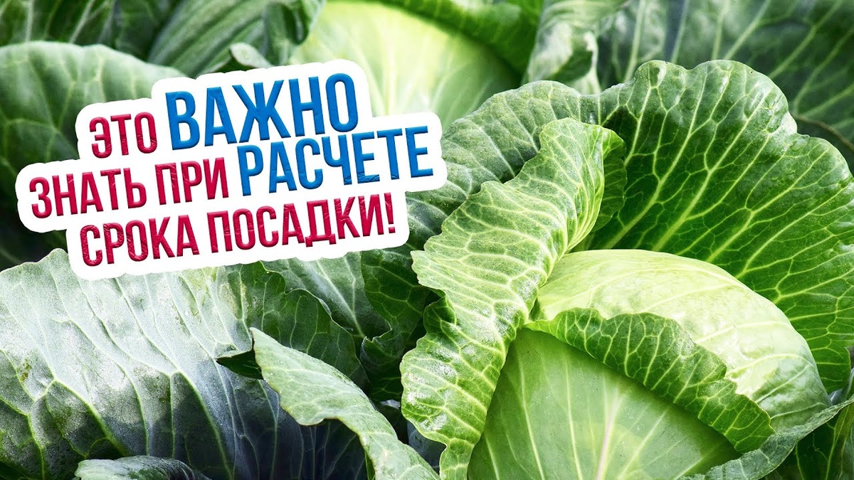 Посадка капусты рассадой в апреле: сроки для разных сортов