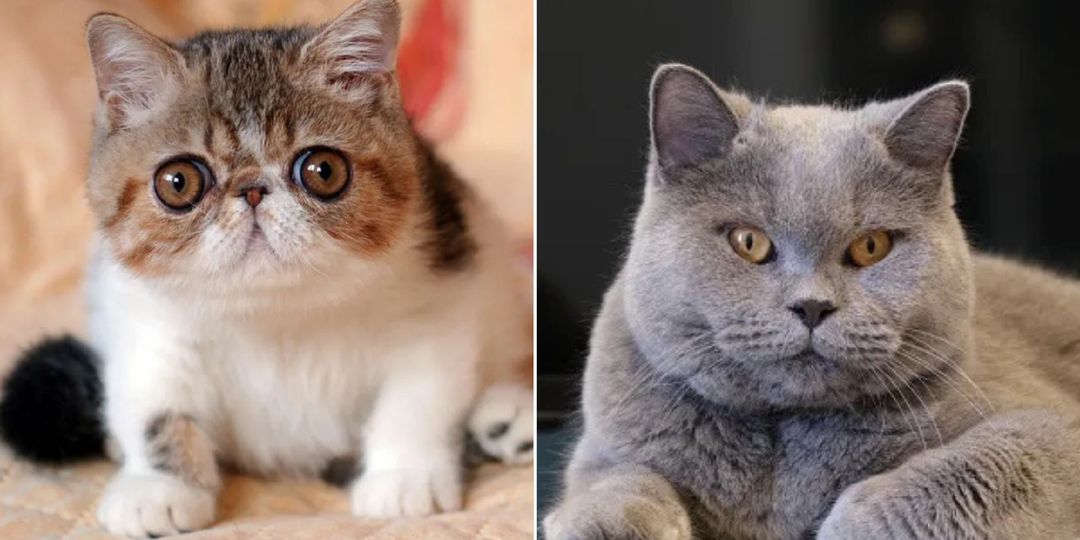 5 пород кошек, за которыми проще всего ухаживать