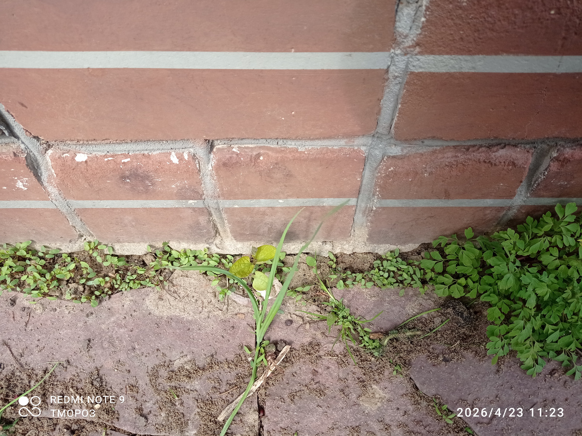 вот они, сорняки!