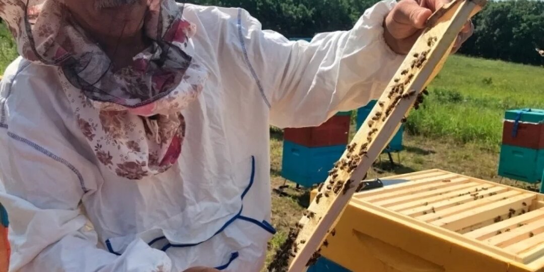 QR-код на улей. Пасечники прогнозируют риск сокращения медового бизнеса