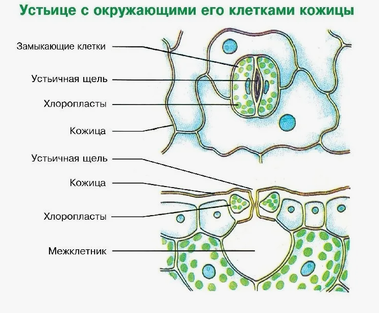 Вид на устьице сверху и сбоку (рисунок из сети интернет)
