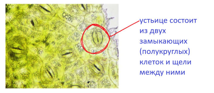 устьица в листьях кожицы