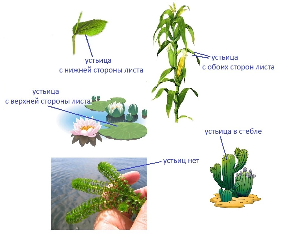 на рисунке : устьица на листе -  снизу, у кукурузы -  с обоих сторон, кувшинка - сверху , элодея канадская - устьиц нет, кактус - устьица в стебле