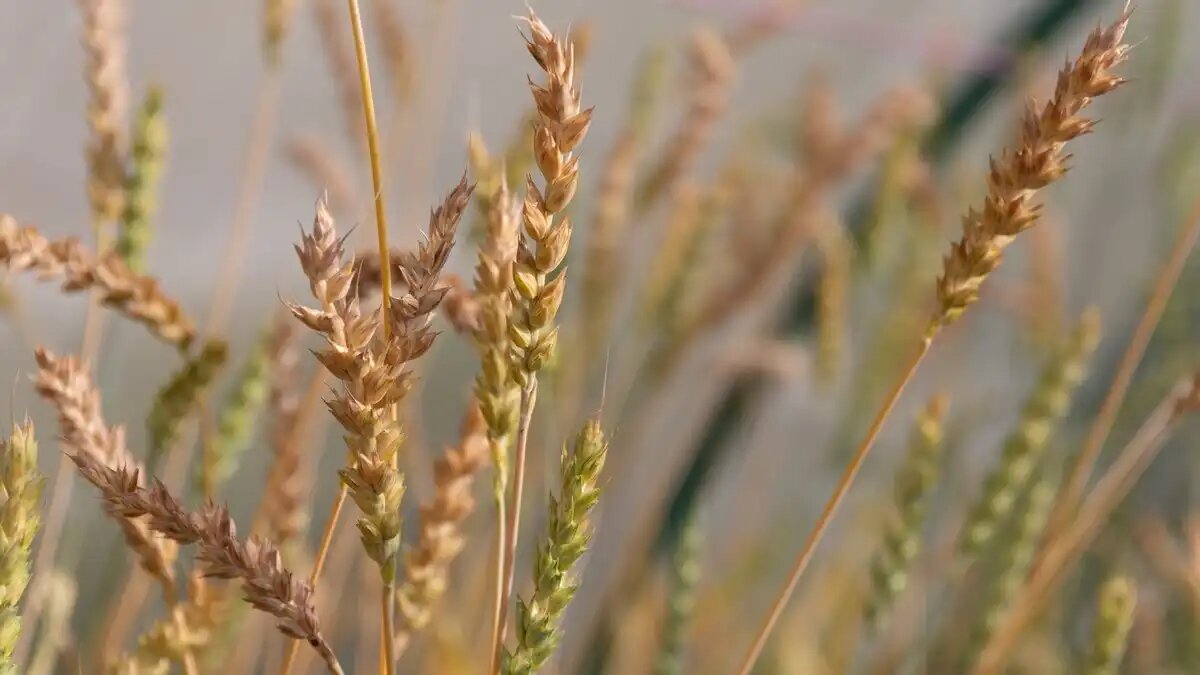 Фото: Степан Долгов / пресс-служба УрФУ
Уральские бактерии помогут пшенице выжить на «мертвой» земле