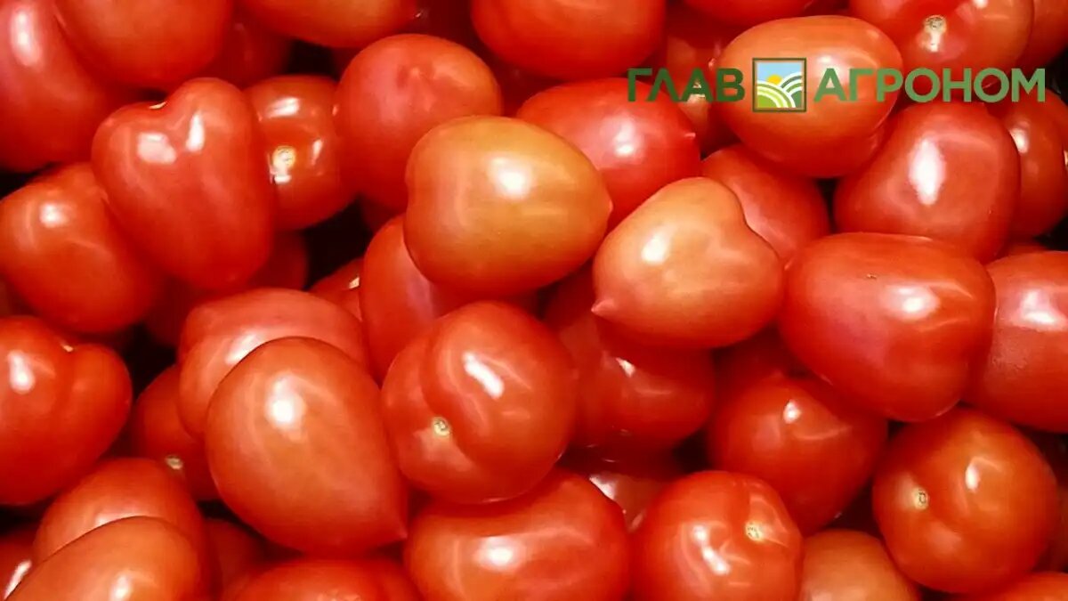 Фото:© Ольга Шульга / Glavagronom.ru
В России научились получать рекордные шесть поколений томатов в год
