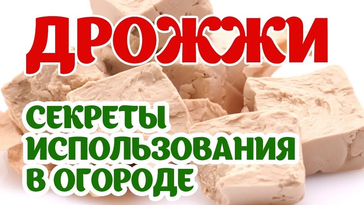Подкормка дрожжами: рецепт и сроки применения.