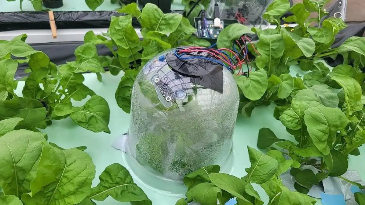 Фото:Университет штата Пенсильвания
Растения поместили в купольные камеры, которые улавливали выделяемые ими газы