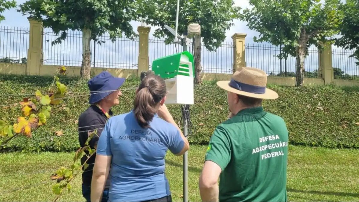 Фото:Департамента защиты растений сельского хозяйства штата Риу-Гранди-ду-Сул
В Бразилии тестируют феромонные ловушки для вредителей с искусственным интеллектом