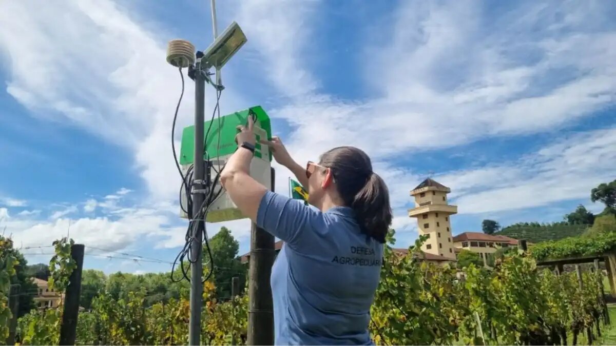 Фото:Департамента защиты растений сельского хозяйства штата Риу-Гранди-ду-Сул
Установка новых автоматических ловушек для насекомых с ИИ