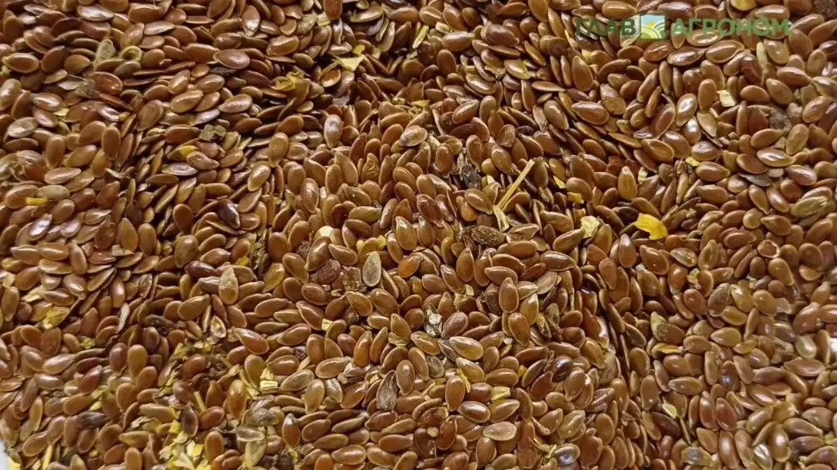 Фото:© Ольга Шульга / Glavagronom.ru
Россия сократила поставки льна в ЕС до минимума с 2010 года