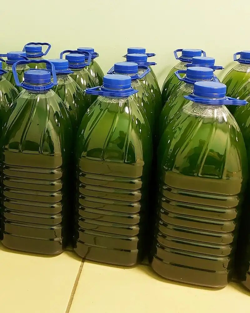 В Курском ФАНЦ разработали уникальный состав питательной среды для культивирования микроводорослей и производства удобрений на их основе (фото: Курский ФАНЦ)