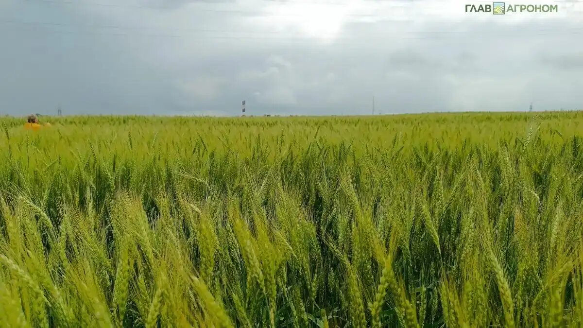 Фото:© Артем Борисов / Glavagronom.ru
В Херсонской области прошли испытания новых сортов озимой пшеницы