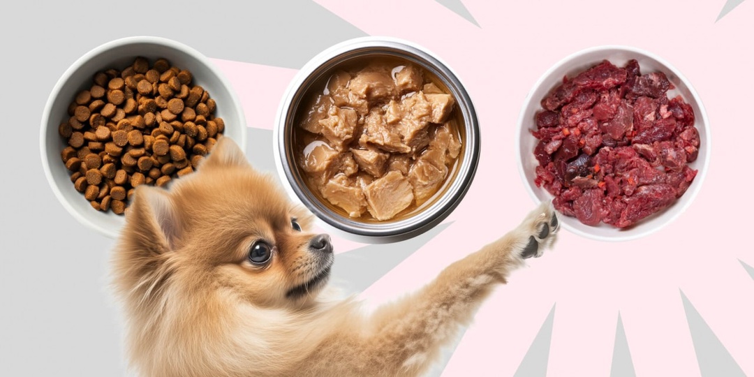 Чем кормить собаку или щенка: правда и вымыслы